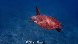 “Peaceful”. Following a Green Sea Turtle swimming slowly ... by Steve Dolan 